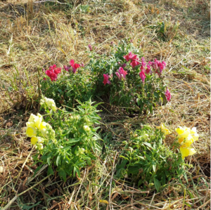BlumenwieseRüsselsheimZero.png