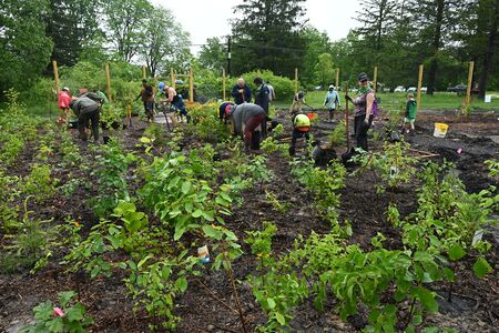 Gruppe Menschen pflanzt Bäume auf einer Fläche für einen Tiny Forest.