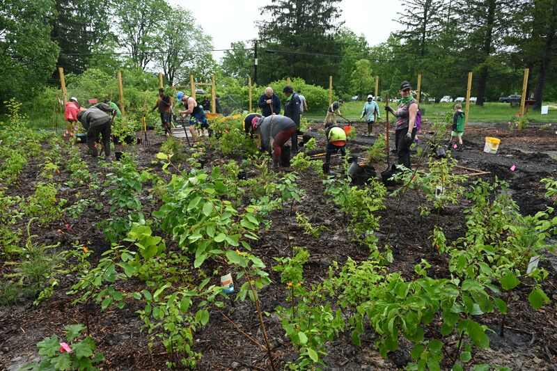 Datei:Miyawaki Mini Forest Planting at Five Rivers 54573603004 a919a709b2 o-CC BY-NC-ND 2.0-NYS DEC - Flickr.jpg